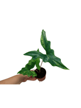 Alocasia Batwing Aurea